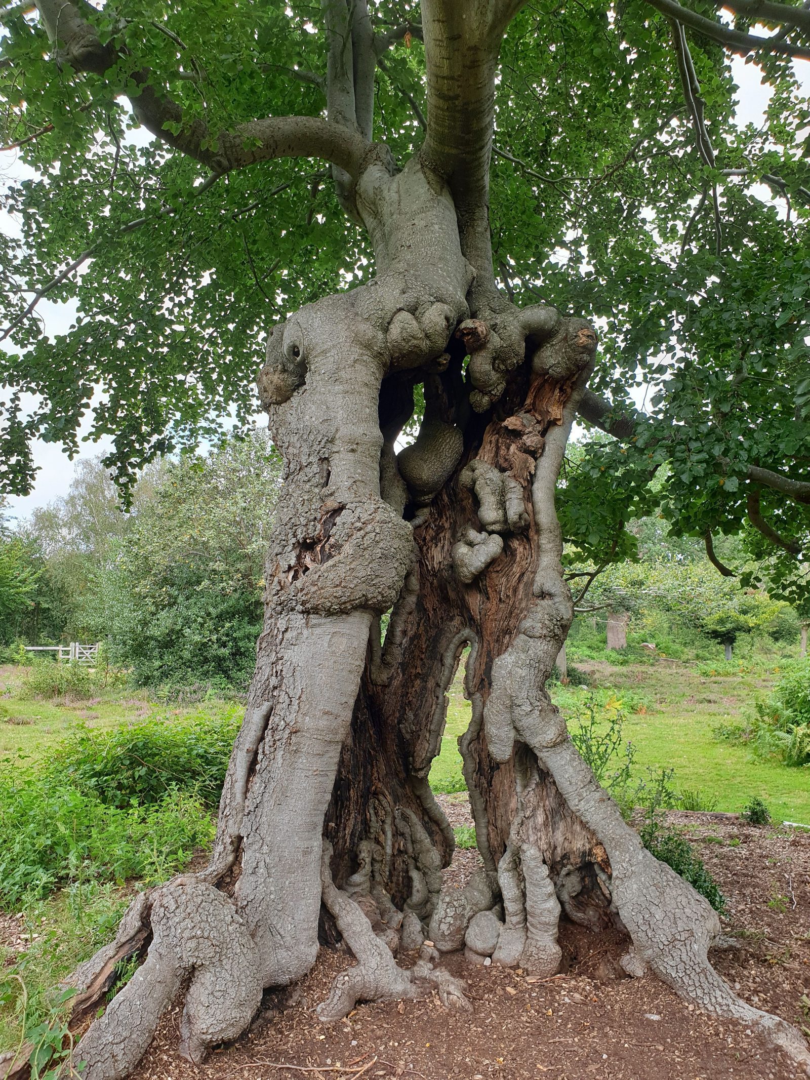 Work by Treeation Arboriculture